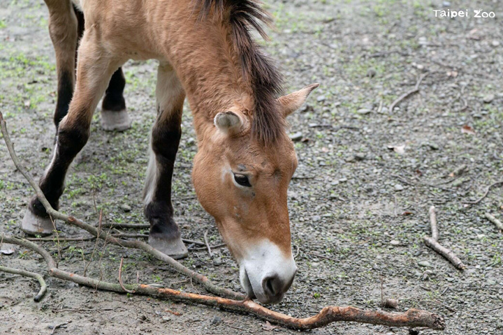 ▲蒙古野馬體格粗壯，有著淺棕色毛身體、深色的足部，以及深棕色的尾巴和短而豎立的鬃毛。　圖：臺北市立動物園／提供