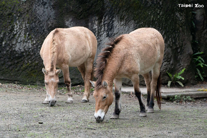 ▲蒙古野馬曾經於野外滅絕，經動物園的域外、域內整合保育後，逐漸提升野外族群數量。　圖：臺北市立動物園／提供