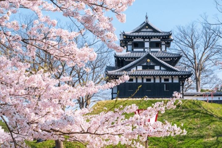 ▲新潟縣「高田城」被列為日本櫻花百選之一。　圖：JR東日本創造旅遊／來源