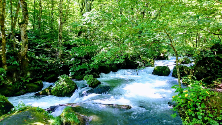 ▲奧入瀨溪流夏季翠綠、溪水聲潺潺，宛如人間仙境，適合安排健行或騎乘自行車遊玩。　圖：青森縣／提供
