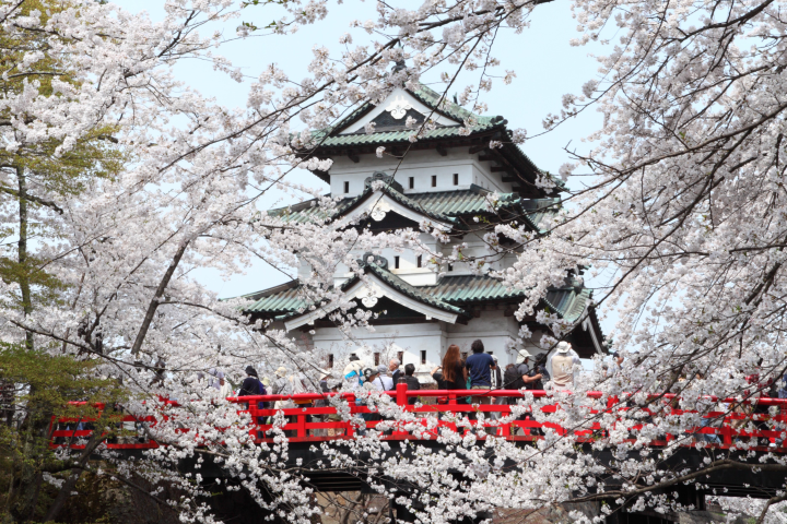 弘前公園約在4月下旬至5月下旬迎來櫻花盛開，同時會舉辦熱鬧的「弘前櫻花祭」活動。　圖：青森縣／提供