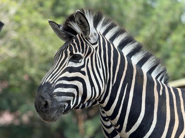 ▲頑皮世界「馬力全開迎新年」。　圖：台南市政府觀光旅遊局／提供