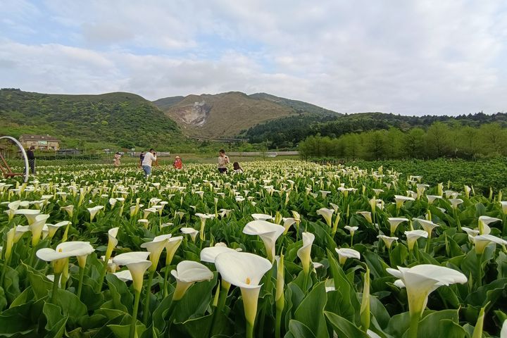 ▲大片白色海芋盛放於竹子湖清新自然的湖光山色間，是臺北春日必訪的花系列活動。（圖為2025竹子湖海芋季資料照）。　圖：臺北市觀光傳播局／提供