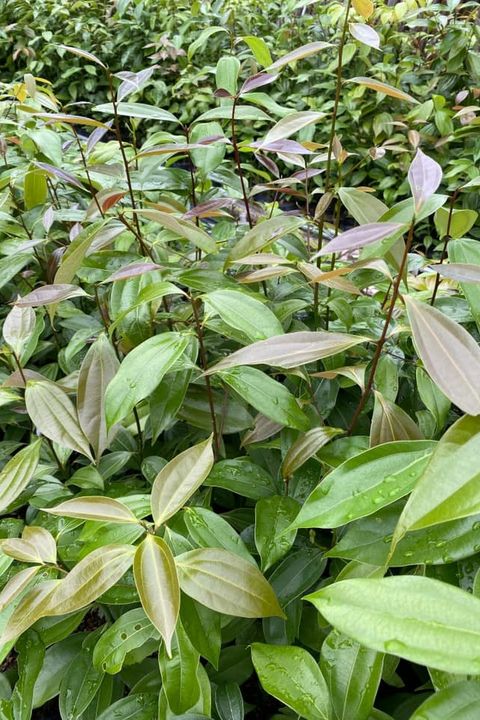 ▲林業保育署臺中分署所培育的土肉桂苗。　圖：農業部林業及自然保育署／提供