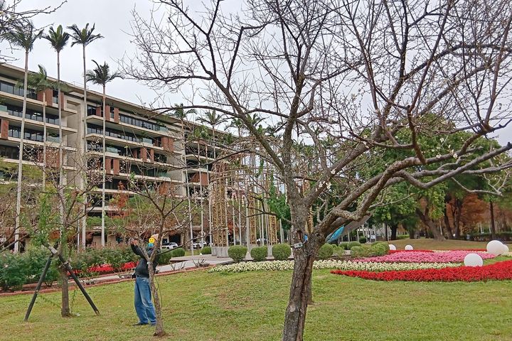 ▲中山北路460巷旁梅花盛景。　圖：臺北市政府工務局／提供