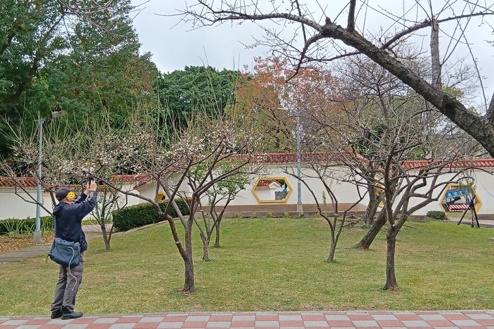 ▲「志成公園」典雅庭園景致，梅花錯落有致。　圖：臺北市政府工務局／提供