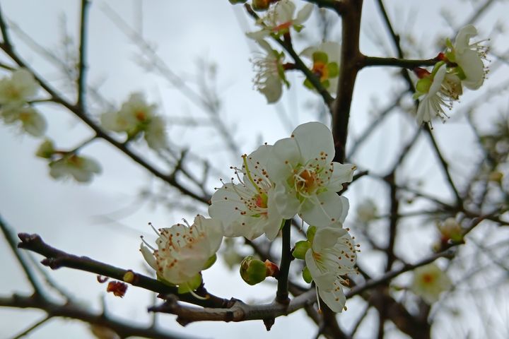 一月開春，士林區的「士林官邸公園」及「志成公園」梅樹近期陸續開花。　圖：臺北市政府工務局／提供