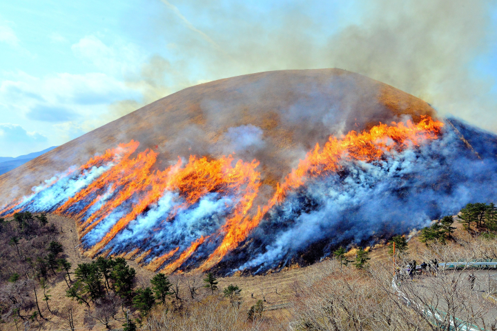  大室山一年一度的「燒山」儀式現場非常震撼。　圖：伊東市／提供