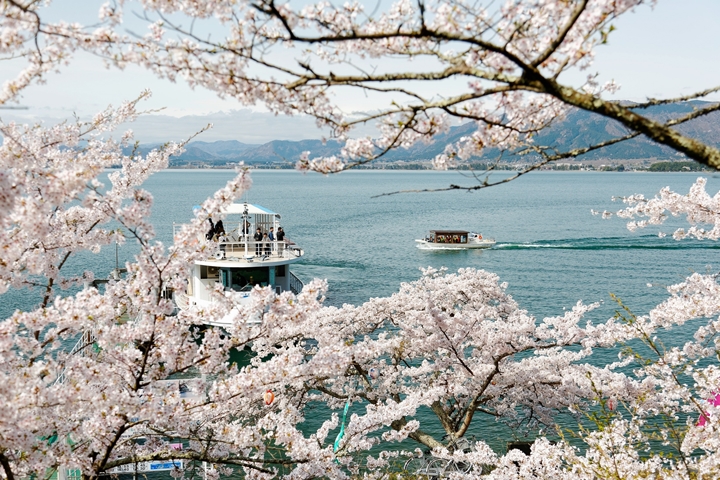 日本的櫻花季即將到來，現在安排賞櫻行程正是時候！　圖：近江鐵道集團／提供