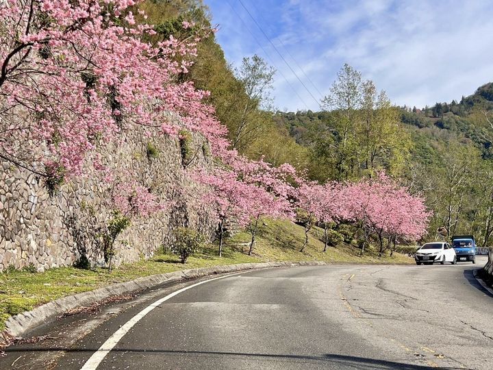 ▲山櫻花、枝垂櫻率先綻放，揭開北橫櫻花季序幕。　圖：桃園市政府／提供