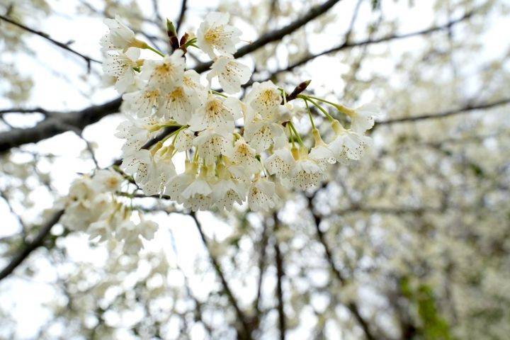 ▲2月中旬至3下旬北橫櫻吹雪，浪漫不間斷。　圖：桃園市政府／提供