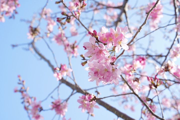 北橫櫻花季即將啟動。　圖：桃園市政府／提供