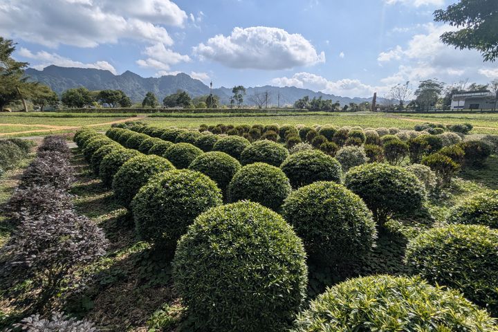 ▲大農大富平地森林園區景觀。　圖：林業及自然保育署-花蓮分署／提供