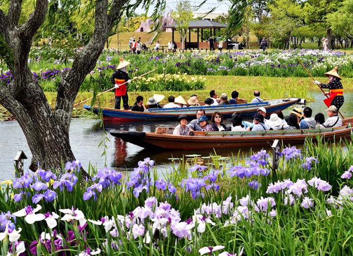  ▲春天菖蒲盛開時能搭乘小船遊覽水郷佐原菖蒲公園。　圖：千葉縣／提供