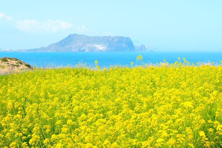 ▲春日拜訪濟州島，除了賞櫻還有黃澄澄的油菜花。　圖：shutterstock／來源