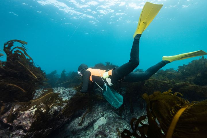 ▲四面環海的濟州島，一窺歷史悠久的海女文化，海女們潛入海中捕撈海參、鮑魚和海藻。　圖：shutterstock／來源