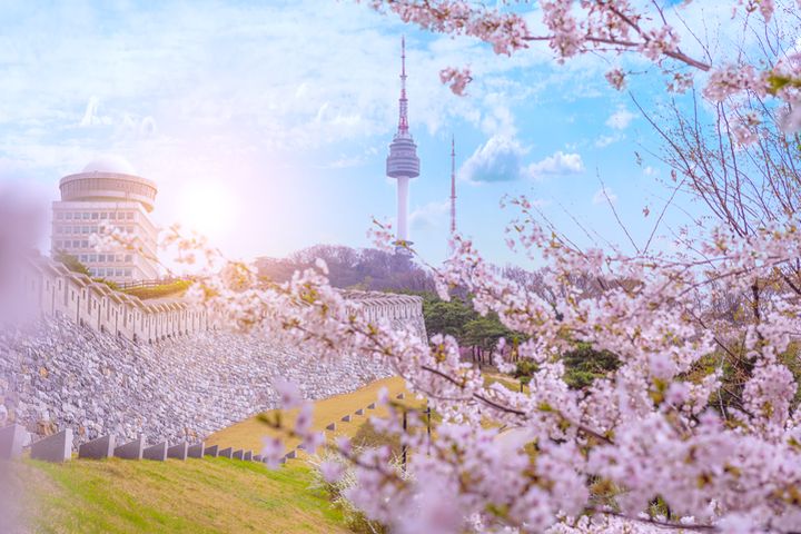 首爾塔春日櫻花盛開，浪漫加倍。　圖：shutterstock／來源