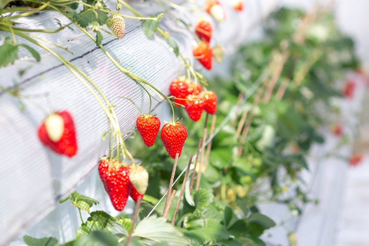  ▲「七樂之鄉」的高架草莓圃，讓遊客採摘更加便利。　圖：七樂之鄉／提供