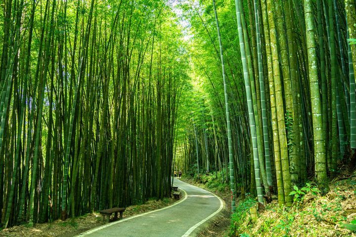 ▲綠色隧道。　圖：嘉義縣文化觀光局／提供