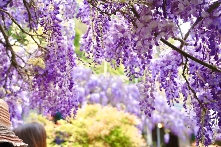 3月瑞里紫藤花。　圖：嘉義縣文化觀光局／提供