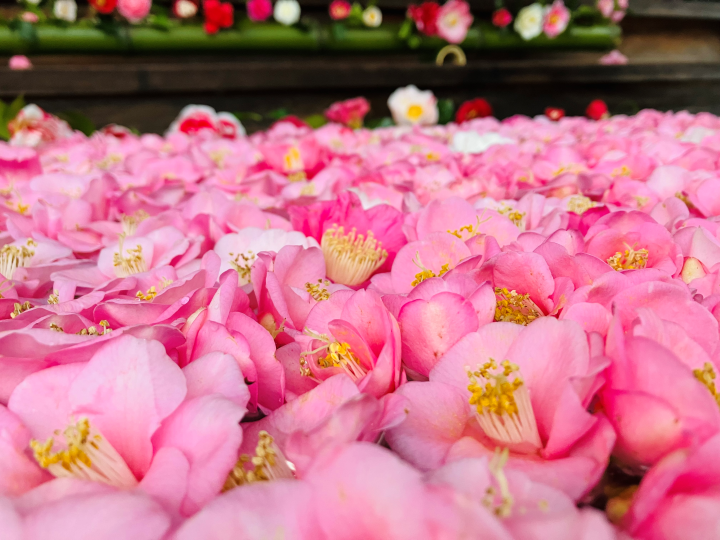 ▲寺內有超過100種椿花分別在期間內盛開。　圖：京都 Connect／提供