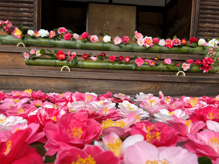  ▲入口的手水鉢上也都飄滿了椿花，非常漂亮。　圖：京都 Connect／提供