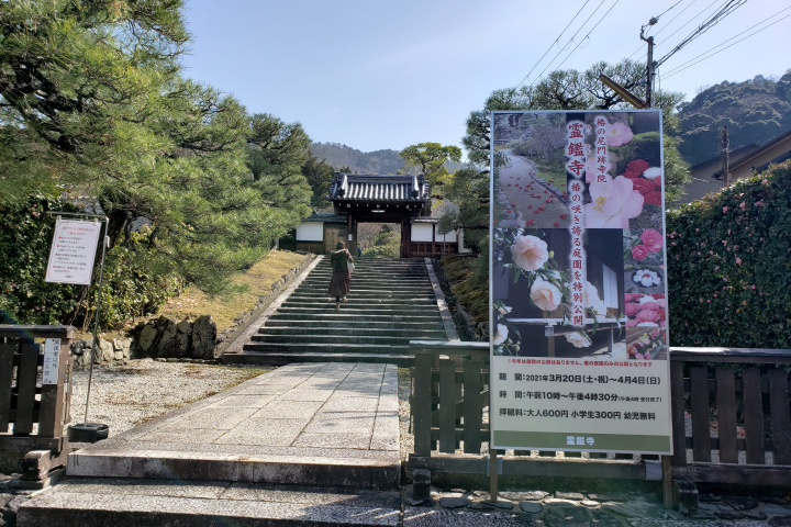 每年春天花開時，靈鑑寺都會限時開放三周的時間供旅客入內參觀。　圖：京都 Connect／提供