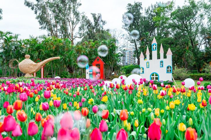 混色搭配鬱金香呈現多層次美感。（2025年資料照）　圖：臺北市政府工務局公園路燈工程管理處／提供