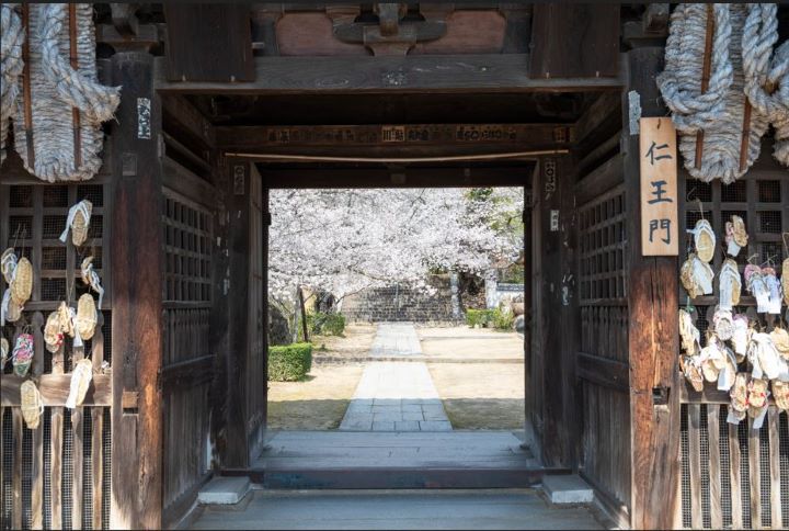 ▲穿越懸掛著大草鞋的仁王門，即可欣賞到西國寺內的櫻花。　圖：HIT 廣島縣觀光聯盟提供／提供