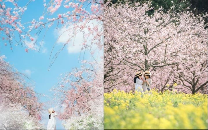 ▲在世羅高原農場的三春之丘可以欣賞粉紅櫻花、金黃油菜花與淺藍天空三種層次分明的難得景致。 圖：HIT 廣島縣觀光聯盟提供／提供</p>