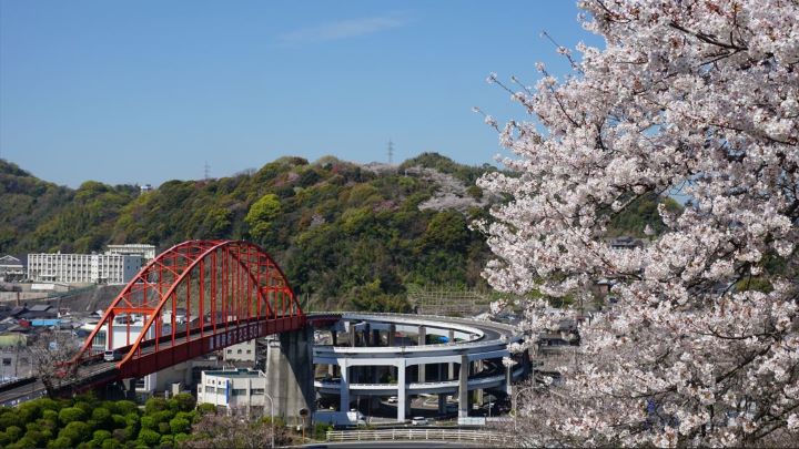 ▲以櫻花作為前景，更襯托出第一音戶大橋與迴旋橋之特殊景致。　圖：HIT 廣島縣觀光聯盟提供／提供
