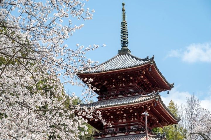 淡色春櫻與尾道西國寺朱紅三重塔的搭配，交織出沉穩而雅致的日本風景。　圖：HIT 廣島縣觀光聯盟提供／提供