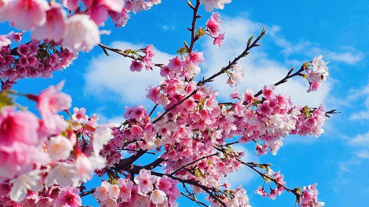 ▲陽光運動公園留下期間限定的櫻花回憶。　圖：新北市政府水利局／提供