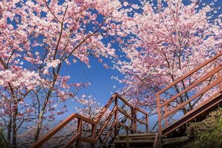 ▲拉拉山櫻花。　圖：桃園市政府觀光旅遊局／提供