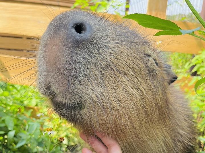 ▲馬場內的卡皮巴拉（水豚）很受小朋友歡迎。　圖：台中市政府觀光旅遊局／提供