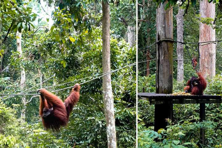 ▲「西必洛人猿中心」的紅毛猩猩。　圖：馬來西亞觀光局／來源