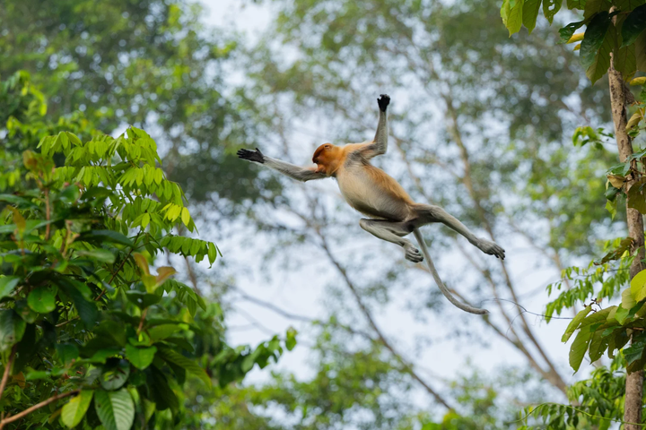 ▲於熱帶雨林探索中心有機會近距離捕捉長鼻猴於林間跳躍的身影。　圖：馬來西亞觀光局／來源