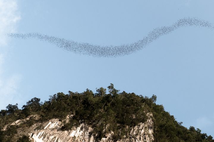 ▲數百萬隻蝙蝠盤旋出洞的壯觀景象。　圖：砂拉越旅遊局／來源