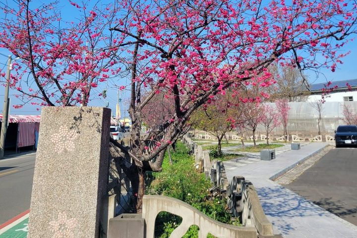 泰安派出所的櫻花盛開了！　圖：台中市政府觀光旅遊局／提供