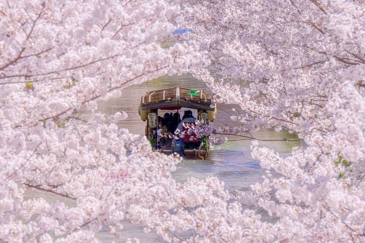 優惠輕鬆入手～浪漫十足的京都賞櫻一日遊。　圖：Klook／提供 