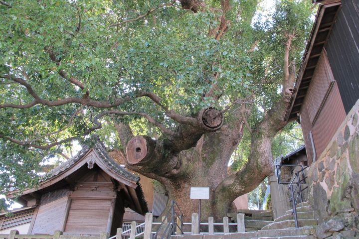 ▲大德寺大樟樹樹齡推估約有800年。　圖：長崎縣觀光聯盟／提供