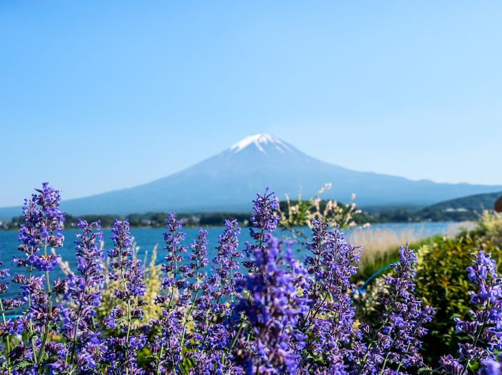 ▲將富士山成為日常美景，是太平洋旅行社的匠心之作。　圖：太平洋旅行社／提供