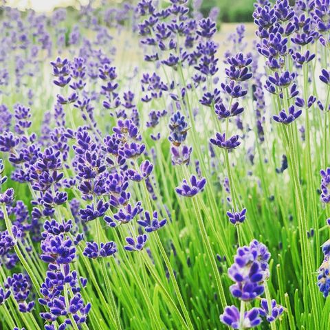 ▲秉持規劃高端產品的精神，太平洋旅行社推出全球「花田ｘ風景ｘ生活美學」初夏之旅。　圖：太平洋旅行社／提供