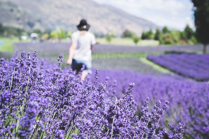 以珍稀旅宿推出全球薰衣草之旅，帶來值得蒐藏的美好回憶。　圖：太平洋旅行社／提供