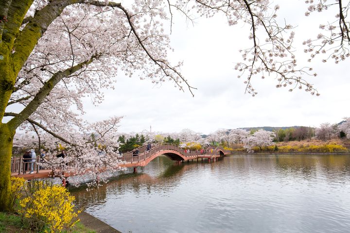 ▲慶州賞櫻勝地－普門湖畔。　圖：shutterstock／來源