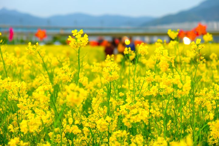 ▲釜山大渚生態公園春天除了賞櫻還有油菜花而聞名。　圖：shutterstock／來源