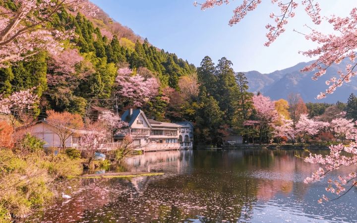 ▲由布院一日遊於櫻花季時也十分受歡迎。　圖：Klook／提供