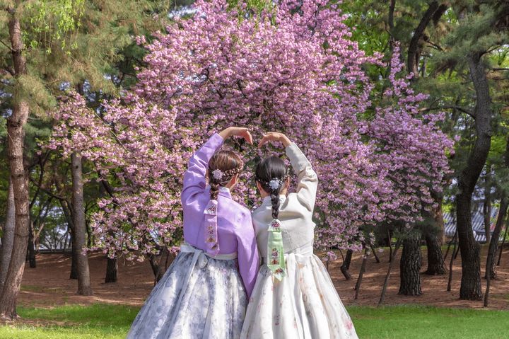 ▲可趁春季穿著韓服於賞櫻時拍下社群美照。　圖：Klook／提供