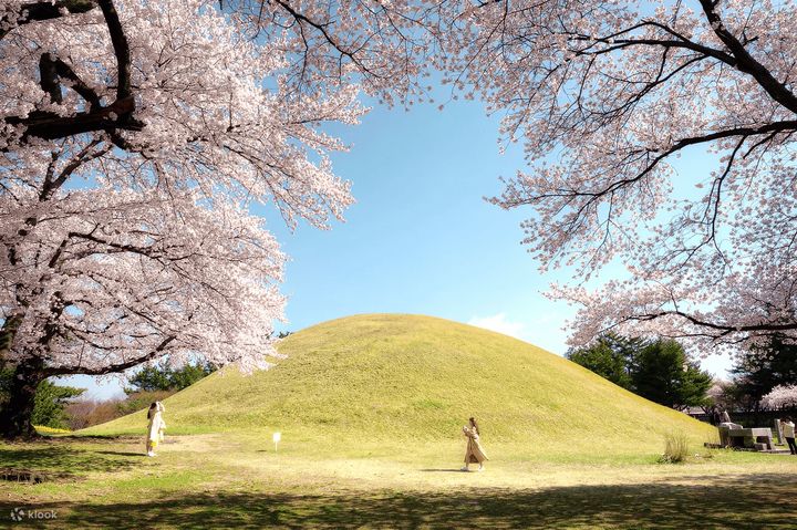 釜山近郊的慶州為韓國著名賞櫻熱點。　圖：Klook／提供 