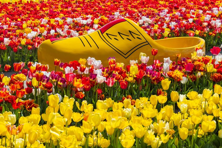 ▲庫肯霍夫花園繽紛的鬱金香花田。　圖：shutterstock／來源